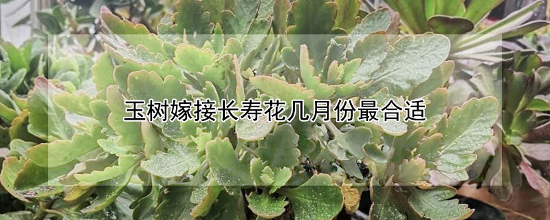 玉樹嫁接長壽花幾月份最合適