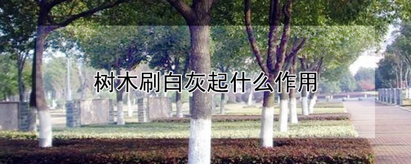 樹木刷白灰起什么作用