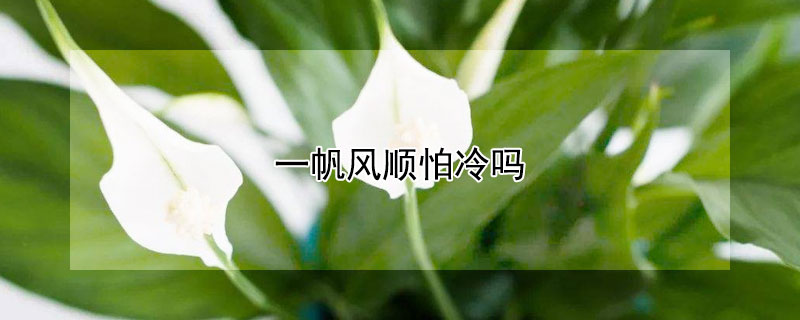 一帆風(fēng)順怕冷嗎