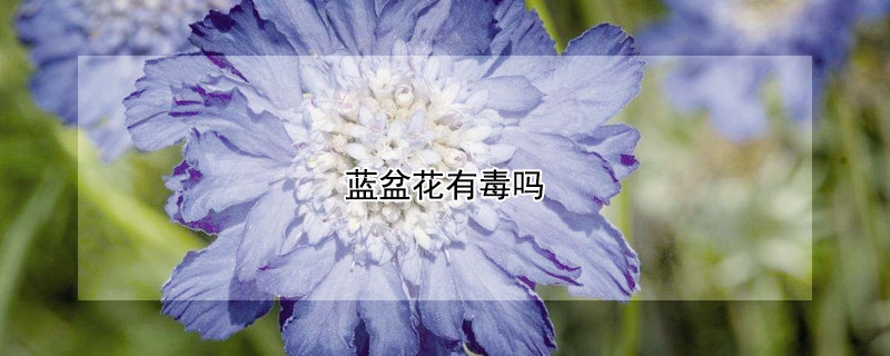 藍盆花有毒嗎