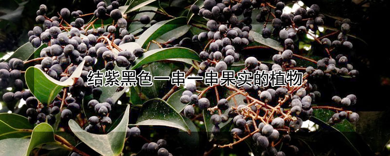 結(jié)紫黑色一串一串果實(shí)的植物