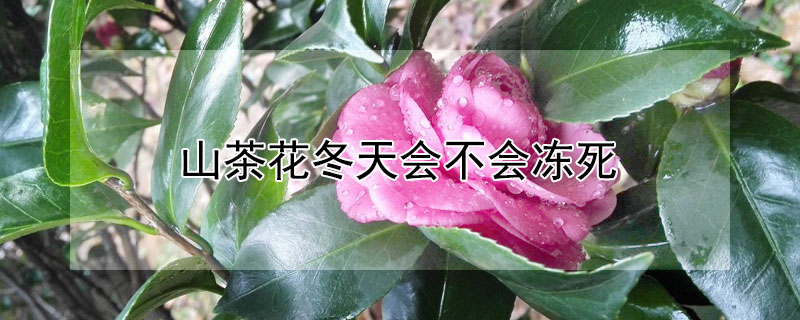 山茶花冬天會不會凍死