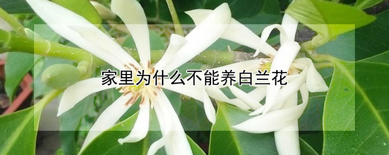 家里為什么不能養(yǎng)白蘭花