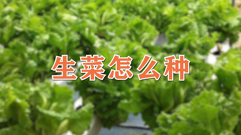 生菜怎么種