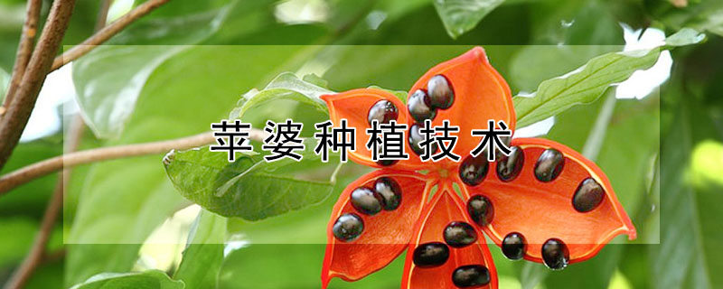 蘋婆種植技術