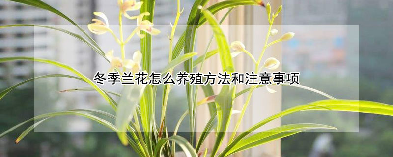 冬季蘭花怎么養殖方法和注意事項