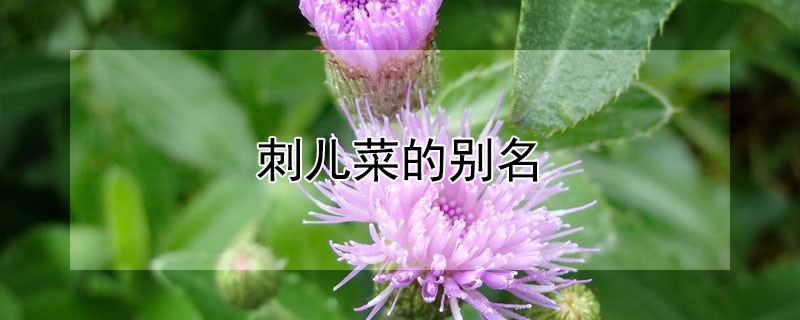 刺兒菜的別名