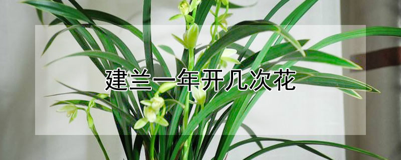 建蘭一年開幾次花