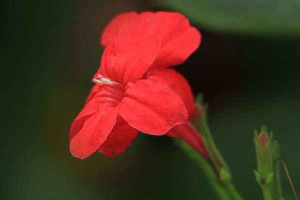 花煙草花期