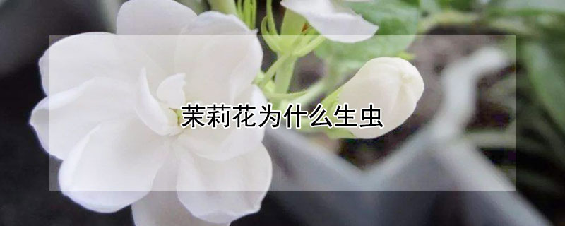 茉莉花為什么生蟲