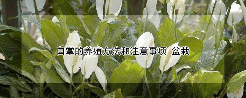 白掌的養(yǎng)殖方法和注意事項 盆栽