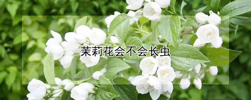 茉莉花會不會長蟲