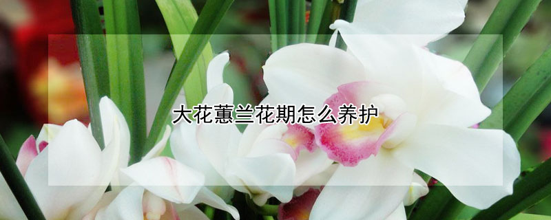 大花蕙蘭花期怎么養(yǎng)護