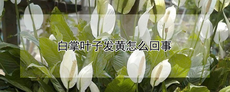 白掌葉子發(fā)黃怎么回事