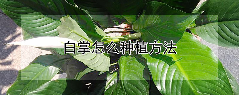 白掌怎么種植方法