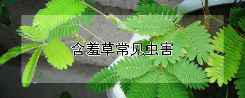 含羞草常見蟲害