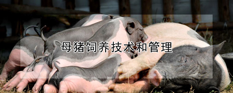 母豬飼養(yǎng)技術和管理