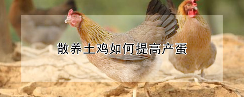 散養(yǎng)土雞如何提高產(chǎn)蛋