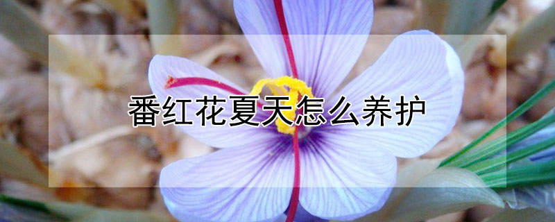 番紅花夏天怎么養護