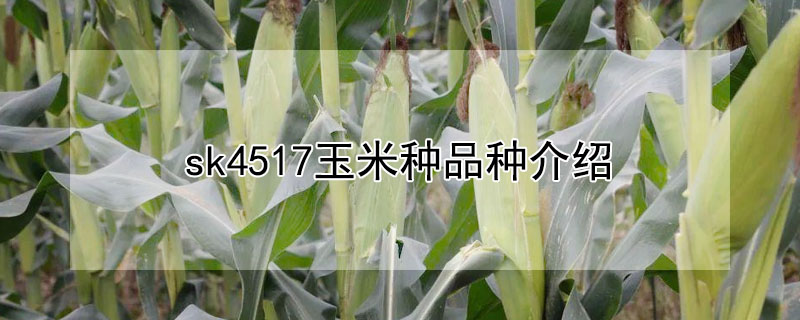 sk4517玉米種品種介紹