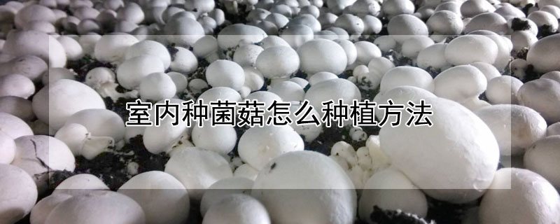 室內種菌菇怎么種植方法