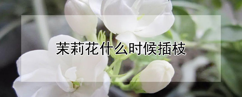 茉莉花什么時(shí)候插枝