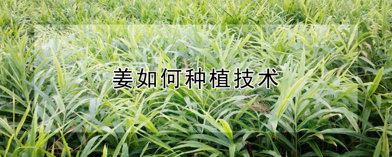 姜如何種植技術