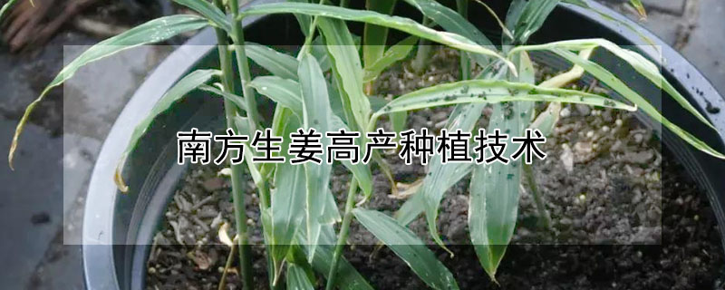 南方生姜高產種植技術