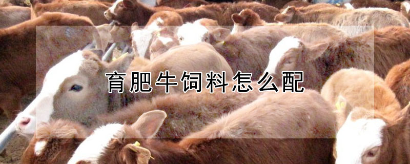 育肥牛飼料怎么配