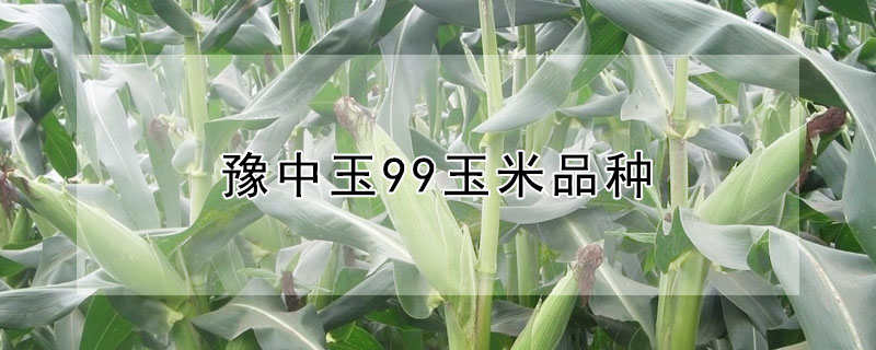 豫中玉99玉米品種