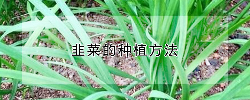 韭菜的種植方法