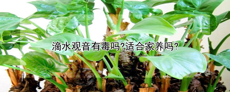 滴水觀音有毒嗎?適合家養(yǎng)嗎?