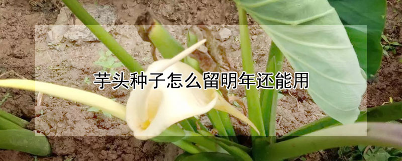 芋頭種子怎么留明年還能用