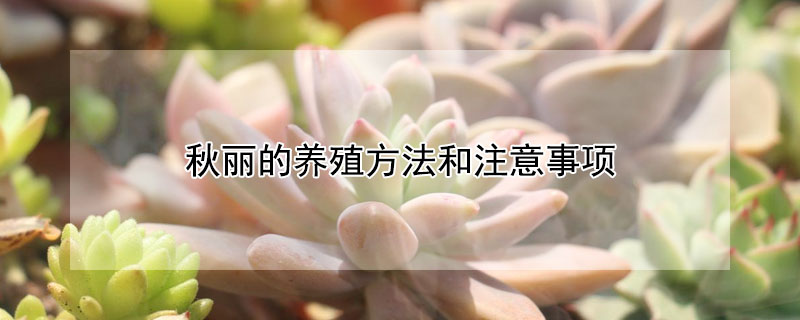 秋麗的養(yǎng)殖方法和注意事項