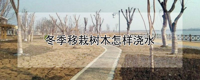 冬季移栽樹木怎樣澆水