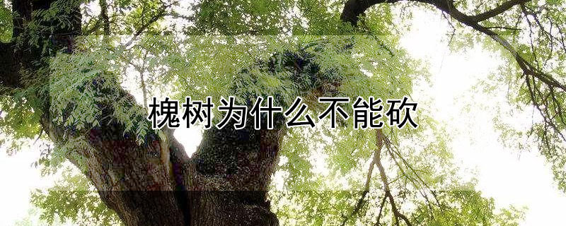 槐樹為什么不能砍