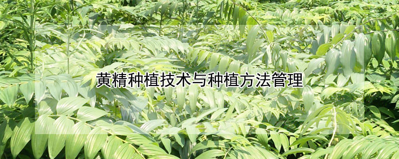 黃精種植技術與種植方法管理