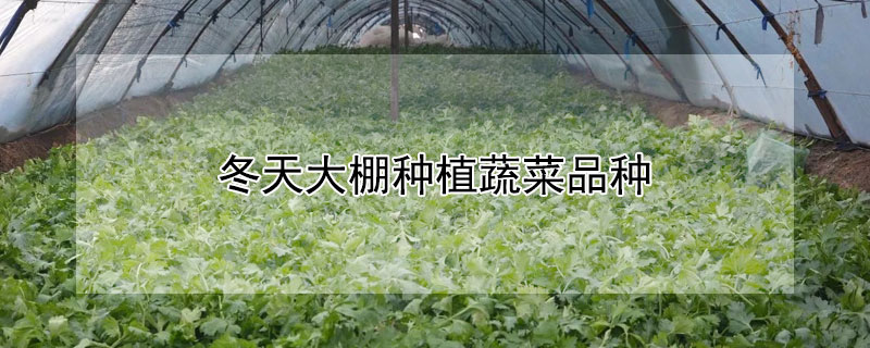 冬天大棚種植蔬菜品種