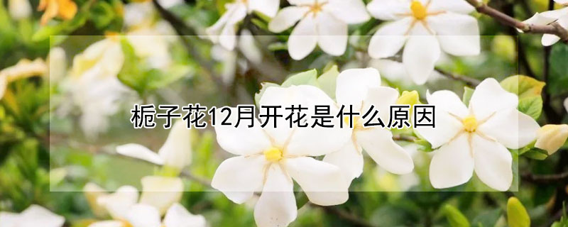 梔子花12月開花是什么原因