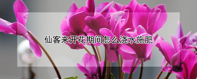 仙客來開花期間怎么澆水施肥