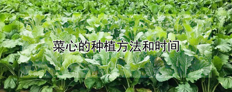 菜心的種植方法和時間