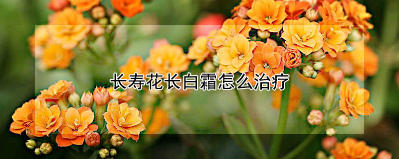 長壽花長白霜怎么治療