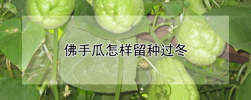 佛手瓜怎樣留種過冬