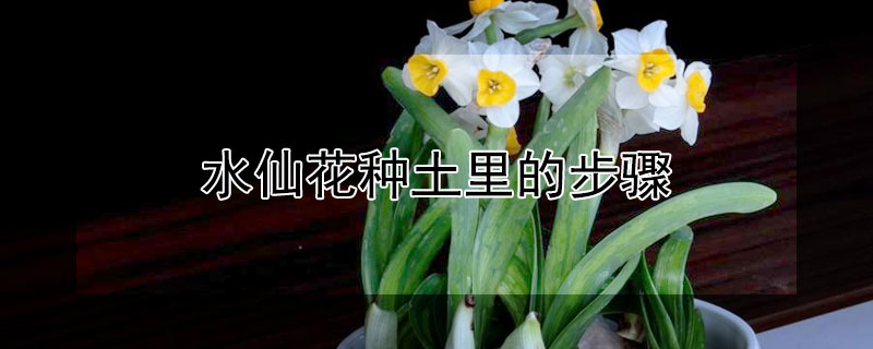 水仙花種土里的步驟