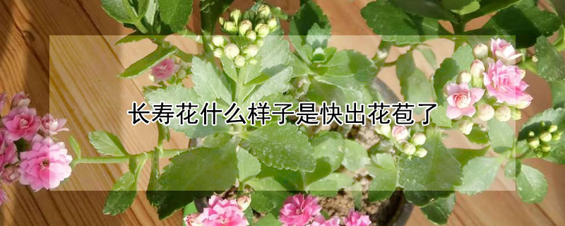 長壽花什么樣子是快出花苞了