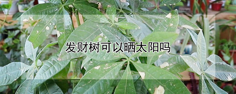 發(fā)財樹可以曬太陽嗎