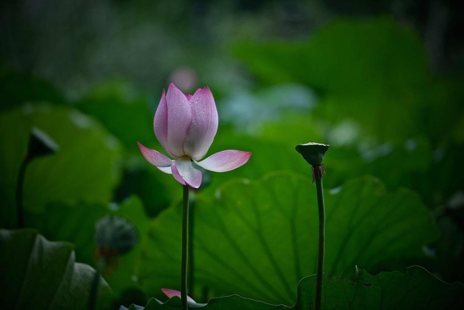 荷花種子怎么發(fā)芽