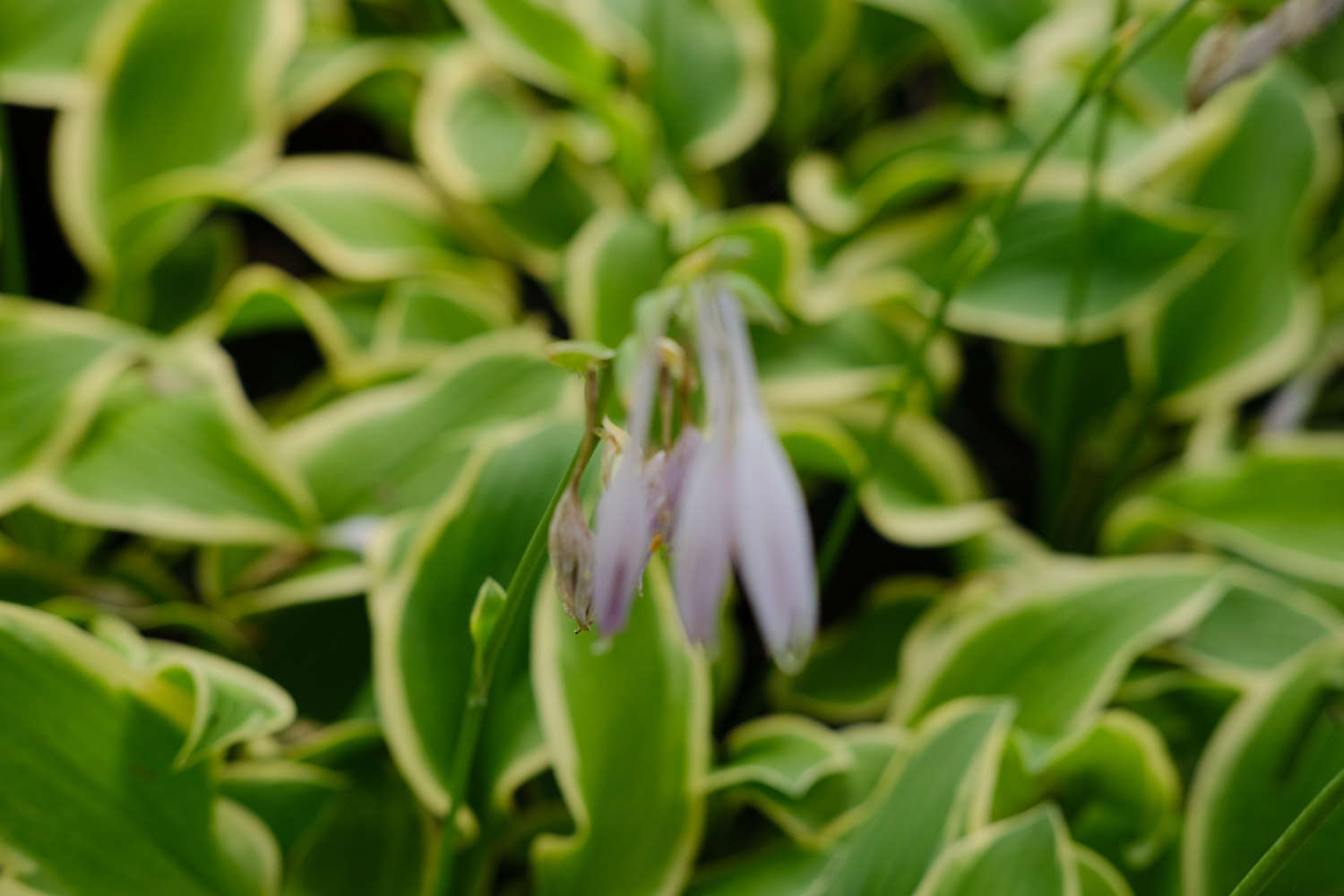 玉簪花四季管理要點