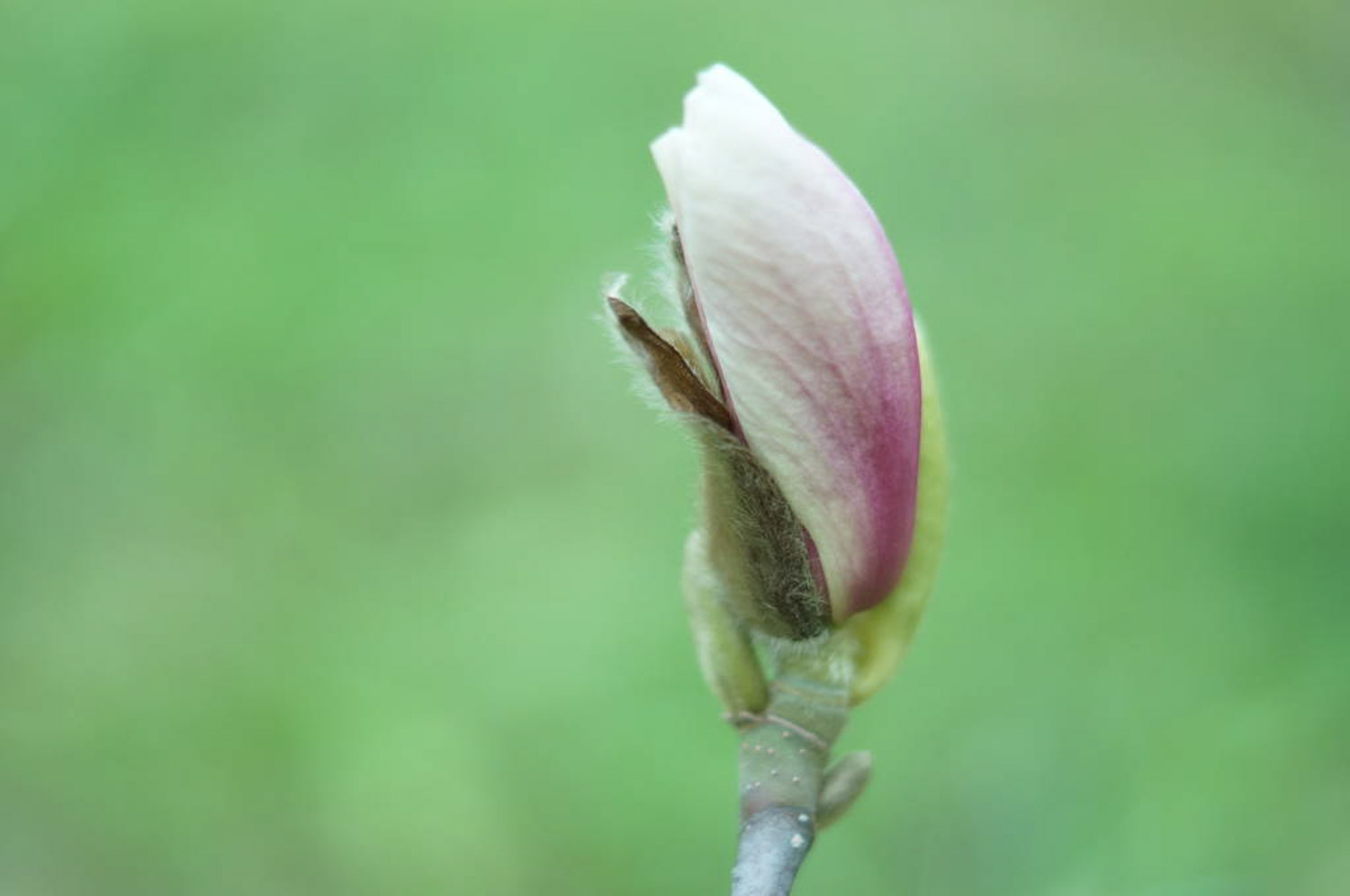 白蘭花四季養護管理