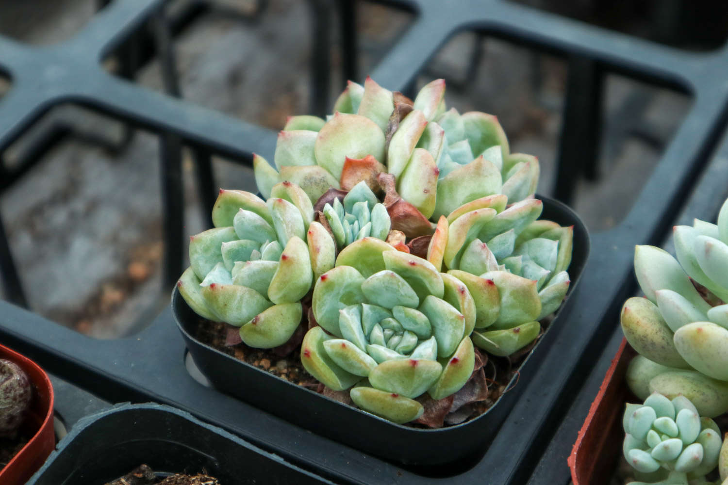 多肉植物怎么澆水